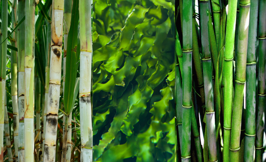 Innovative Materials in Sustainable Packaging: Sugarcane, Seaweed and Bamboo